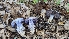  ( - FDS-CA-01742)  @11 [ ] c (2024) Michelle C. Torres-Grant Fungal Diversity Survey