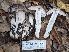  ( - FDS-CA-01744)  @11 [ ] c (2024) Michelle C. Torres-Grant Fungal Diversity Survey