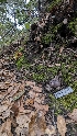  ( - FDS-CA-01744)  @11 [ ] c (2024) Michelle C. Torres-Grant Fungal Diversity Survey