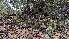  ( - FDS-CA-01744)  @11 [ ] c (2024) Michelle C. Torres-Grant Fungal Diversity Survey
