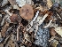 ( - FDS-CA-01746)  @11 [ ] c (2024) Michelle C. Torres-Grant Fungal Diversity Survey