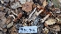  ( - FDS-CA-01746)  @11 [ ] c (2024) Michelle C. Torres-Grant Fungal Diversity Survey