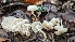  ( - FDS-CA-01751)  @11 [ ] c (2024) Michelle C. Torres-Grant Fungal Diversity Survey