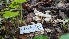  ( - FDS-CA-01751)  @11 [ ] c (2024) Michelle C. Torres-Grant Fungal Diversity Survey