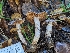  ( - FDS-CA-01371)  @11 [ ] by-nc (2024) Stu Pickell Fungal Diversity Survey
