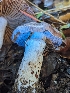  ( - FDS-CA-01371)  @11 [ ] by-nc (2024) Stu Pickell Fungal Diversity Survey