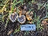  ( - FDS-CA-01372)  @11 [ ] by-nc (2024) Stu Pickell Fungal Diversity Survey