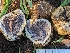  ( - FDS-CA-01372)  @11 [ ] by-nc (2024) Stu Pickell Fungal Diversity Survey