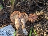  ( - FDS-CA-01376)  @11 [ ] by-nc (2024) Stu Pickell Fungal Diversity Survey
