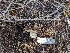  ( - FDS-CA-01377)  @11 [ ] by-nc (2024) Stu Pickell Fungal Diversity Survey