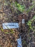  (Agaricus sp. CA07 - FDS-CA-01379)  @11 [ ] by-nc (2024) Stu Pickell Fungal Diversity Survey