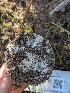  ( - FDS-CA-01379)  @11 [ ] by-nc (2024) Stu Pickell Fungal Diversity Survey