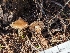  (Leucoinocybe sp. lenta-CA01 - FDS-CA-01380)  @11 [ ] by-nc (2024) Stu Pickell Fungal Diversity Survey