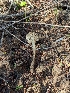  ( - FDS-CA-01380)  @11 [ ] by-nc (2024) Stu Pickell Fungal Diversity Survey