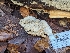  ( - FDS-CA-01382)  @11 [ ] by-nc (2024) Stu Pickell Fungal Diversity Survey