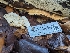 ( - FDS-CA-01382)  @11 [ ] by-nc (2024) Stu Pickell Fungal Diversity Survey