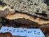  ( - FDS-CA-01382)  @11 [ ] by-nc (2024) Stu Pickell Fungal Diversity Survey