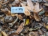  ( - FDS-CA-01387)  @11 [ ] by-nc (2024) Stu Pickell Fungal Diversity Survey
