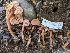  ( - FDS-CA-01386)  @11 [ ] by-nc (2024) Stu Pickell Fungal Diversity Survey