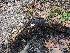  ( - FDS-CA-01391)  @11 [ ] by-nc (2024) Stu Pickell Fungal Diversity Survey