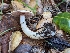  ( - FDS-CA-01400)  @11 [ ] by-nc (2024) Stu Pickell Fungal Diversity Survey