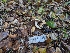  ( - FDS-CA-01400)  @11 [ ] by-nc (2024) Stu Pickell Fungal Diversity Survey