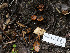  ( - FDS-CA-01390)  @11 [ ] by-nc (2024) Stu Pickell Fungal Diversity Survey