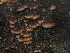  ( - FDS-CA-01391)  @11 [ ] by-nc (2024) Stu Pickell Fungal Diversity Survey