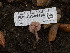  ( - FDS-CA-01386)  @11 [ ] by-nc (2024) Stu Pickell Fungal Diversity Survey