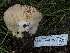  ( - FDS-CA-01378)  @11 [ ] by-nc (2024) Stu Pickell Fungal Diversity Survey