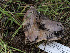  ( - FDS-CA-01378)  @11 [ ] by-nc (2024) Stu Pickell Fungal Diversity Survey