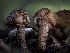  ( - FDS-CA-01399)  @11 [ ] by-nc (2024) Stu Pickell Fungal Diversity Survey