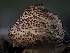  ( - FDS-CA-01399)  @11 [ ] by-nc (2024) Stu Pickell Fungal Diversity Survey