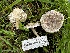 ( - FDS-CA-01956)  @11 [ ] by-nc (2024) Aaron Tupac Fungal Diversity Survey