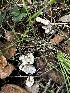  ( - FDS-CA-01956)  @11 [ ] by-nc (2024) Aaron Tupac Fungal Diversity Survey