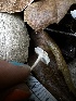  ( - FDS-CA-01956)  @11 [ ] by-nc (2024) Aaron Tupac Fungal Diversity Survey