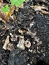  ( - FDS-CA-01951)  @11 [ ] by-nc (2024) Aaron Tupac Fungal Diversity Survey
