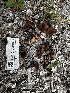  ( - FDS-CA-01951)  @11 [ ] by-nc (2024) Aaron Tupac Fungal Diversity Survey