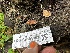  ( - FDS-CA-01951)  @11 [ ] by-nc (2024) Aaron Tupac Fungal Diversity Survey