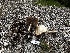  ( - FDS-CA-01960)  @11 [ ] by-nc (2024) Aaron Tupac Fungal Diversity Survey