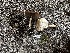  ( - FDS-CA-01960)  @11 [ ] by-nc (2024) Aaron Tupac Fungal Diversity Survey