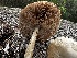  ( - FDS-CA-01960)  @11 [ ] by-nc (2024) Aaron Tupac Fungal Diversity Survey