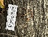  ( - FDS-CA-01958)  @11 [ ] by-nc (2024) Aaron Tupac Fungal Diversity Survey