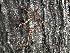  ( - FDS-CA-01958)  @11 [ ] by-nc (2024) Aaron Tupac Fungal Diversity Survey