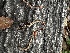  ( - FDS-CA-01958)  @11 [ ] by-nc (2024) Aaron Tupac Fungal Diversity Survey