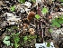  ( - FDS-CA-01994)  @11 [ ] by-nc (2024) Aaron Tupac Fungal Diversity Survey
