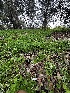  ( - FDS-CA-01994)  @11 [ ] by-nc (2024) Aaron Tupac Fungal Diversity Survey