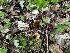  ( - FDS-CA-01994)  @11 [ ] by-nc (2024) Aaron Tupac Fungal Diversity Survey