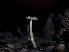  ( - FDS-CA-01324)  @11 [ ] by-nc (2024) Stu Pickell Fungal Diversity Survey
