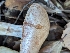  ( - FDS-CA-01369)  @11 [ ] by-nc (2024) Stu Pickell Fungal Diversity Survey